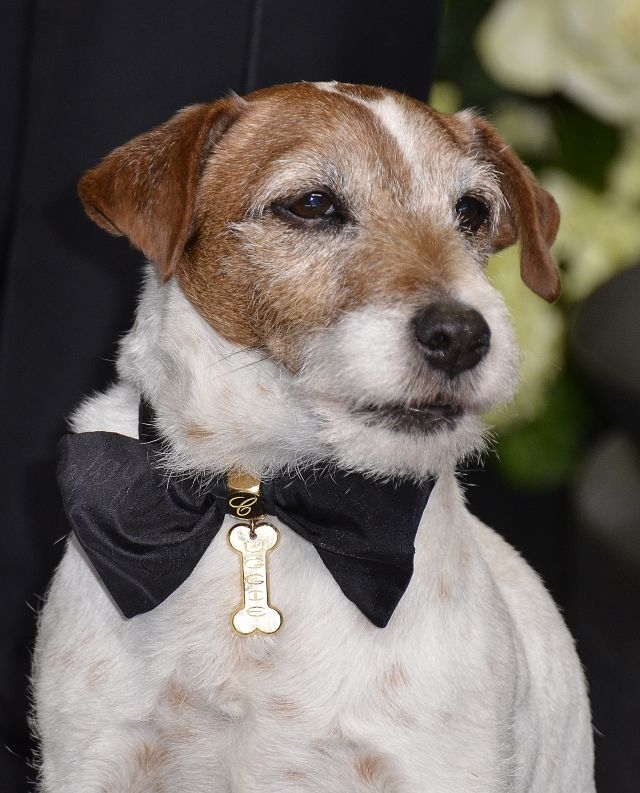 L'Académie des Oscars rend hommage aux chiens du 7e Art