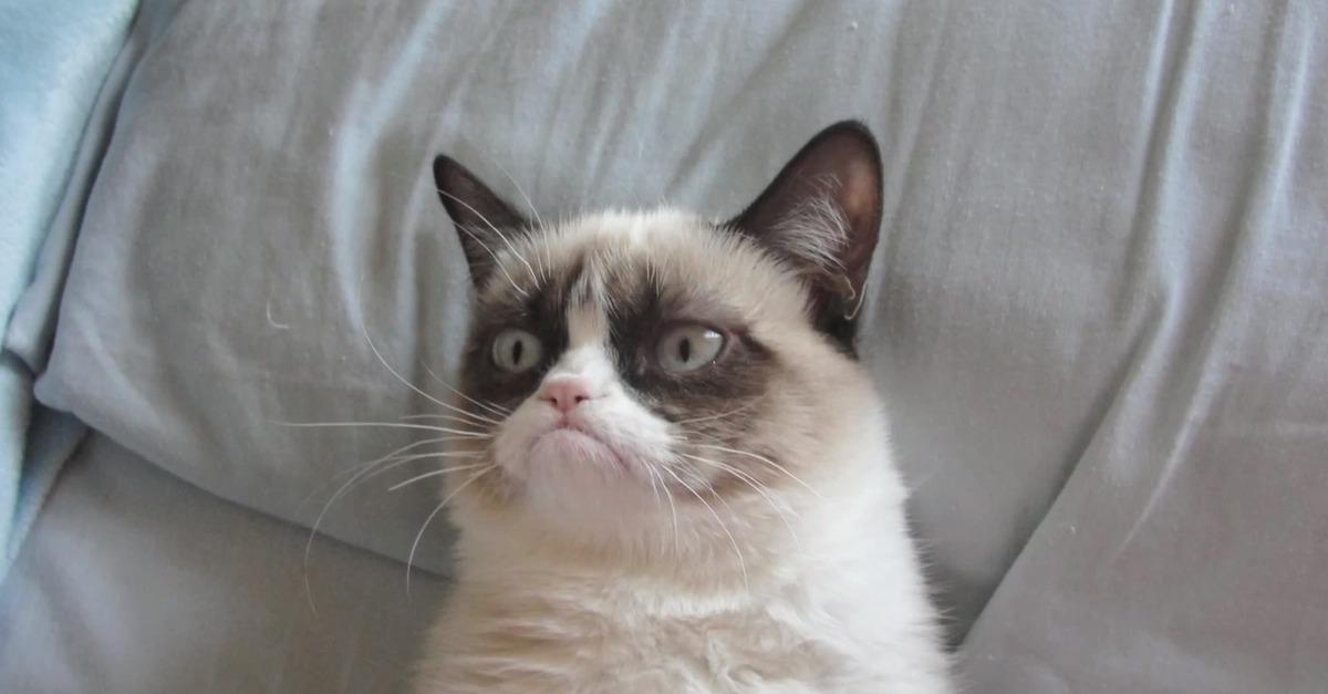 Le trailer WTF du jour : Grumpy Cat débarque au cinéma