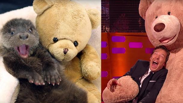 Benedict Cumberbatch élu meilleur imitateur de loutres de l’année !