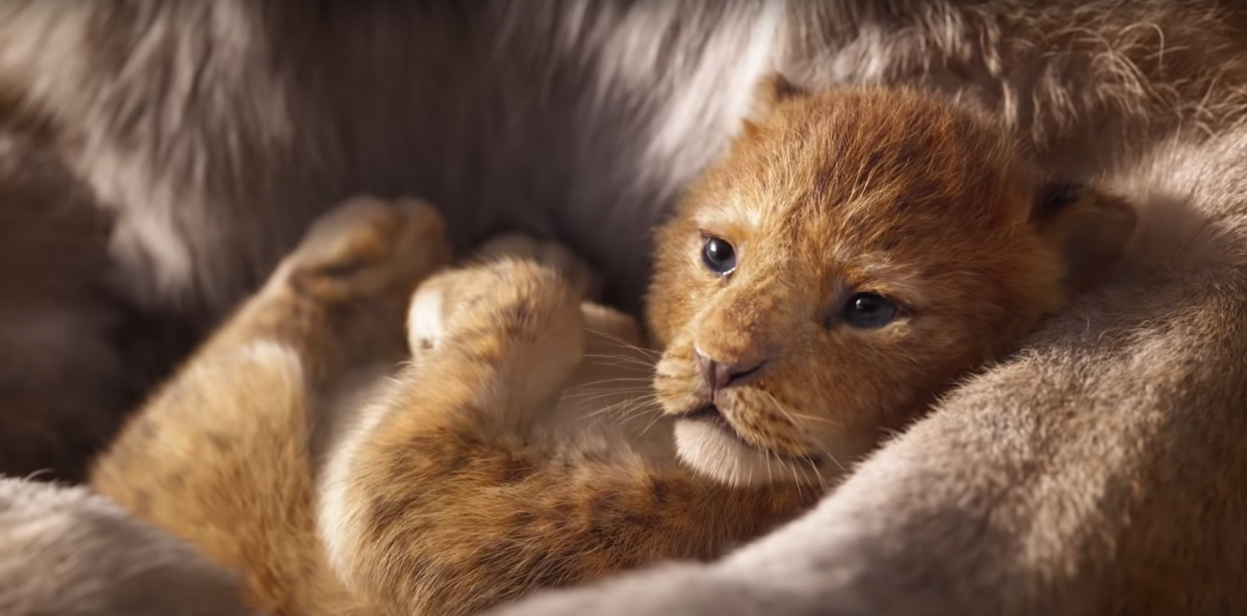 Le teaser du Roi Lion a explosé un record
