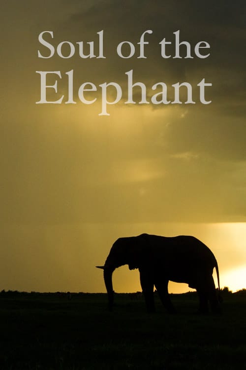 L'Âme de l'éléphant