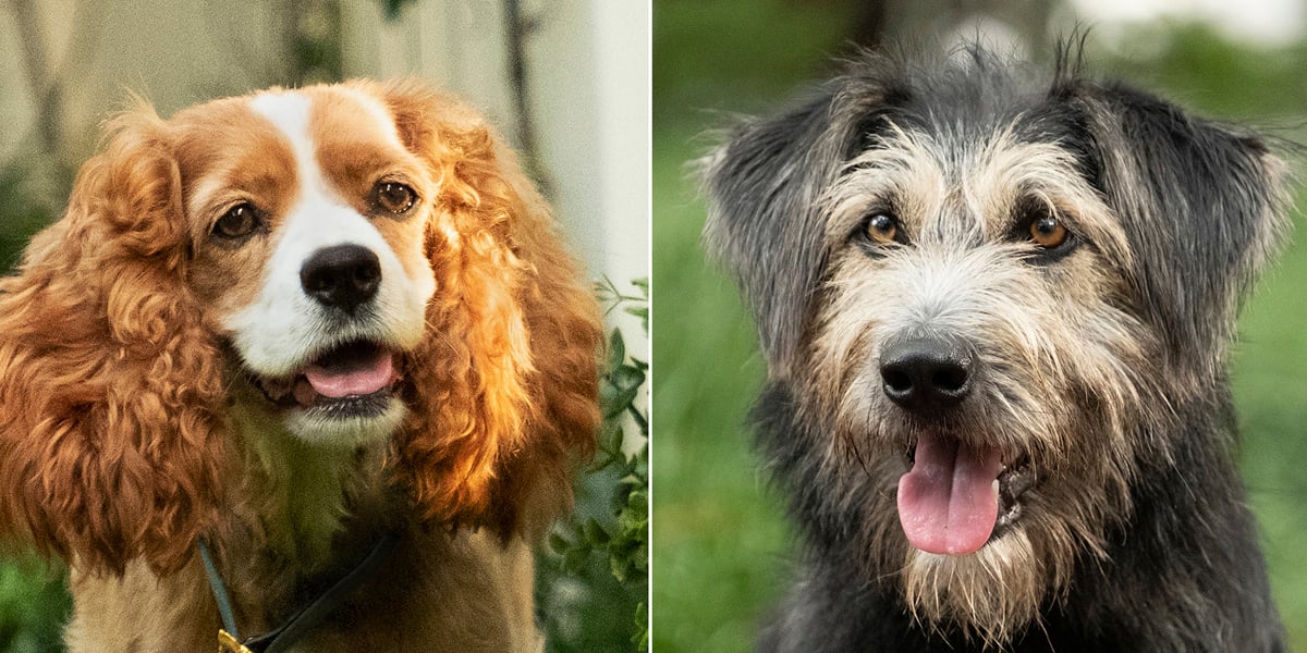 La Belle et le Clochard : découvrez le casting canin parfait du live action
