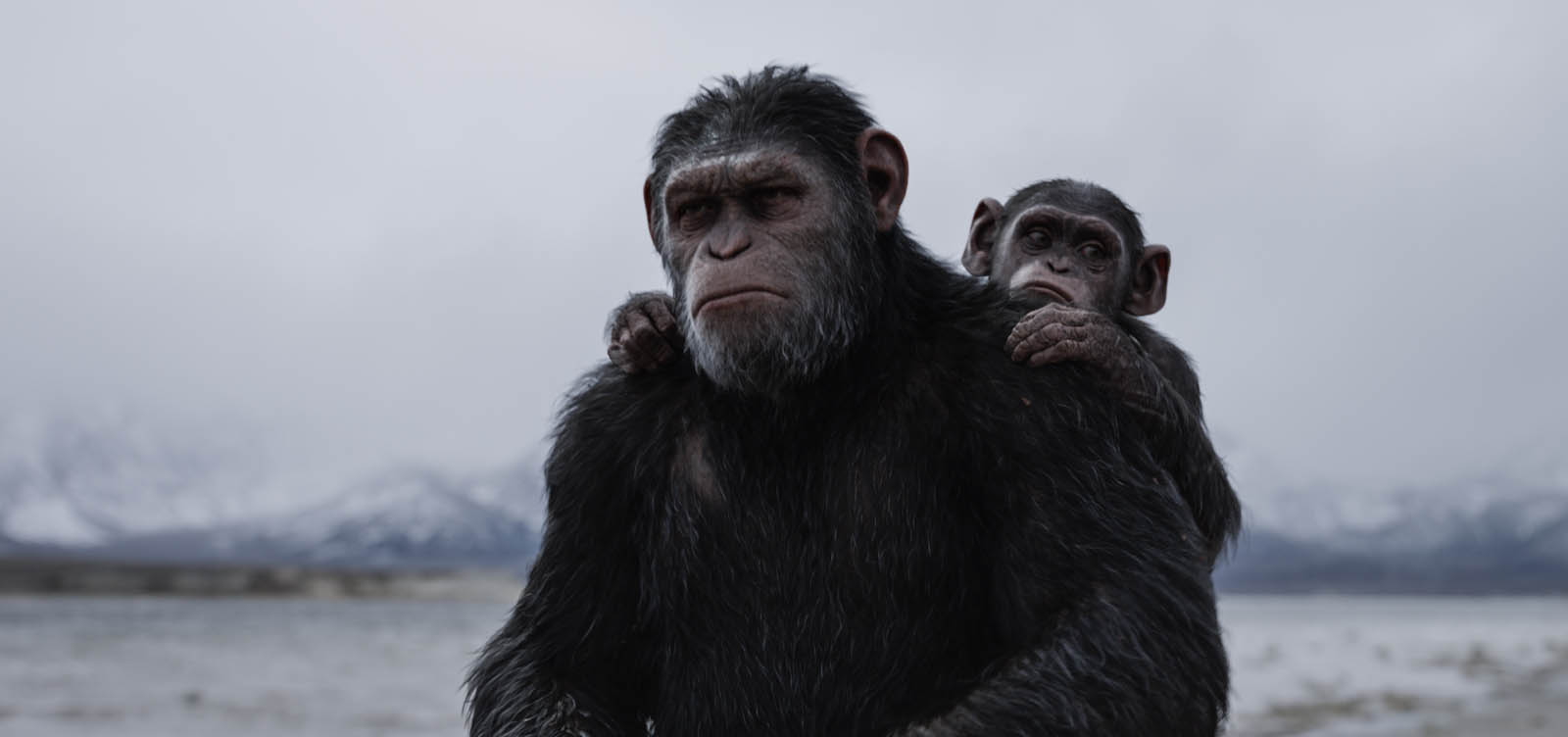 La Planète des Singes : Disney prévoit d'autres films