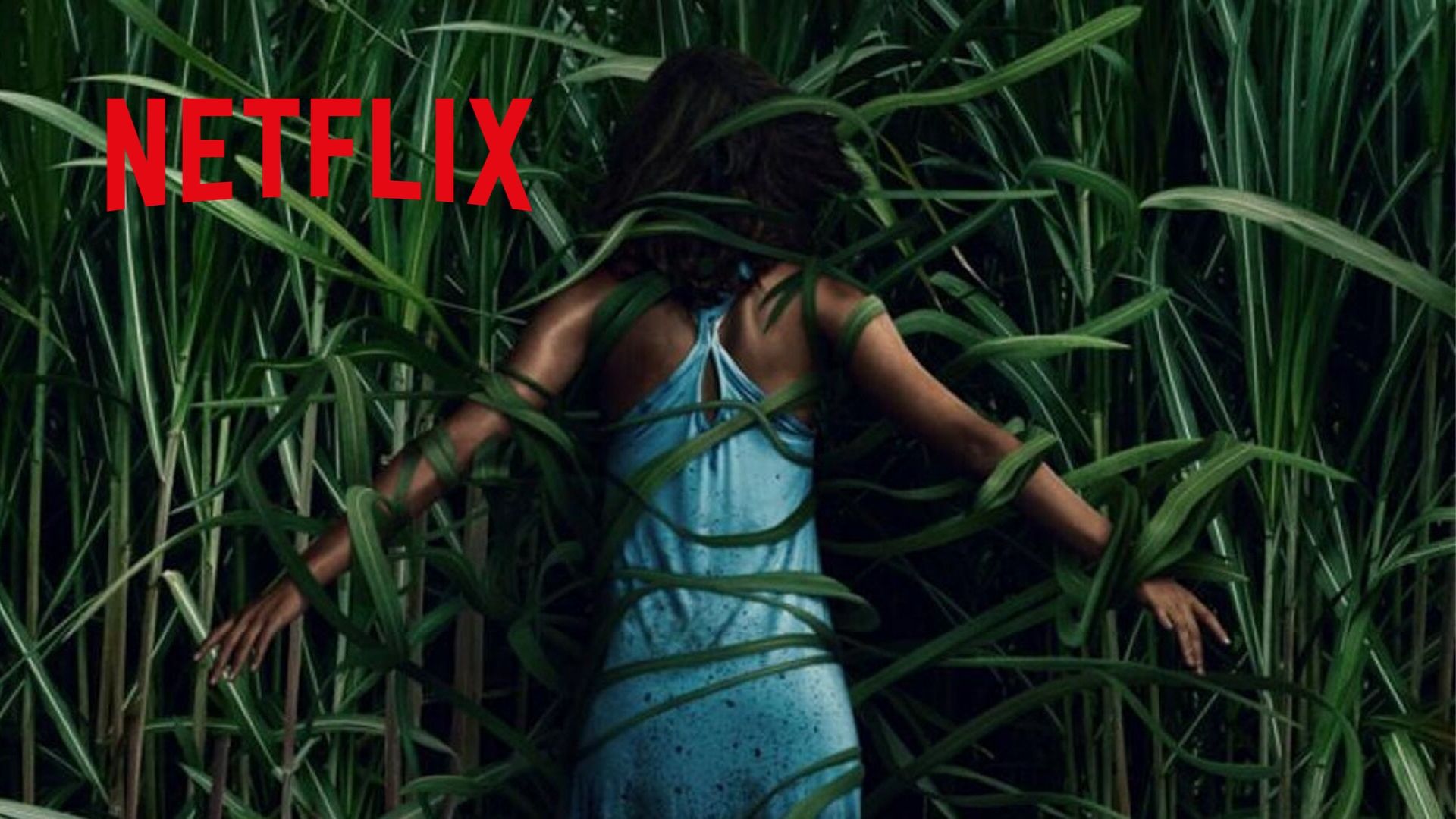 Dans les hautes herbes : premier trailer du film Netflix avec Patrick Wilson