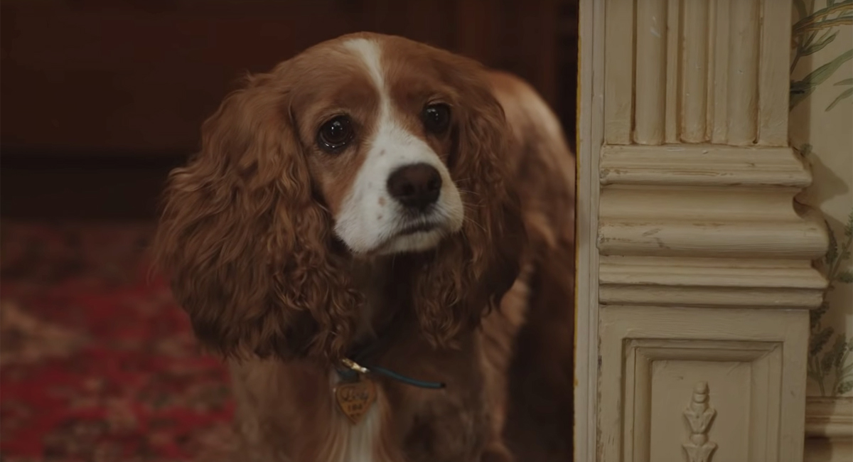La Belle et le Clochard : Disney dévoile un nouveau trailer du live action