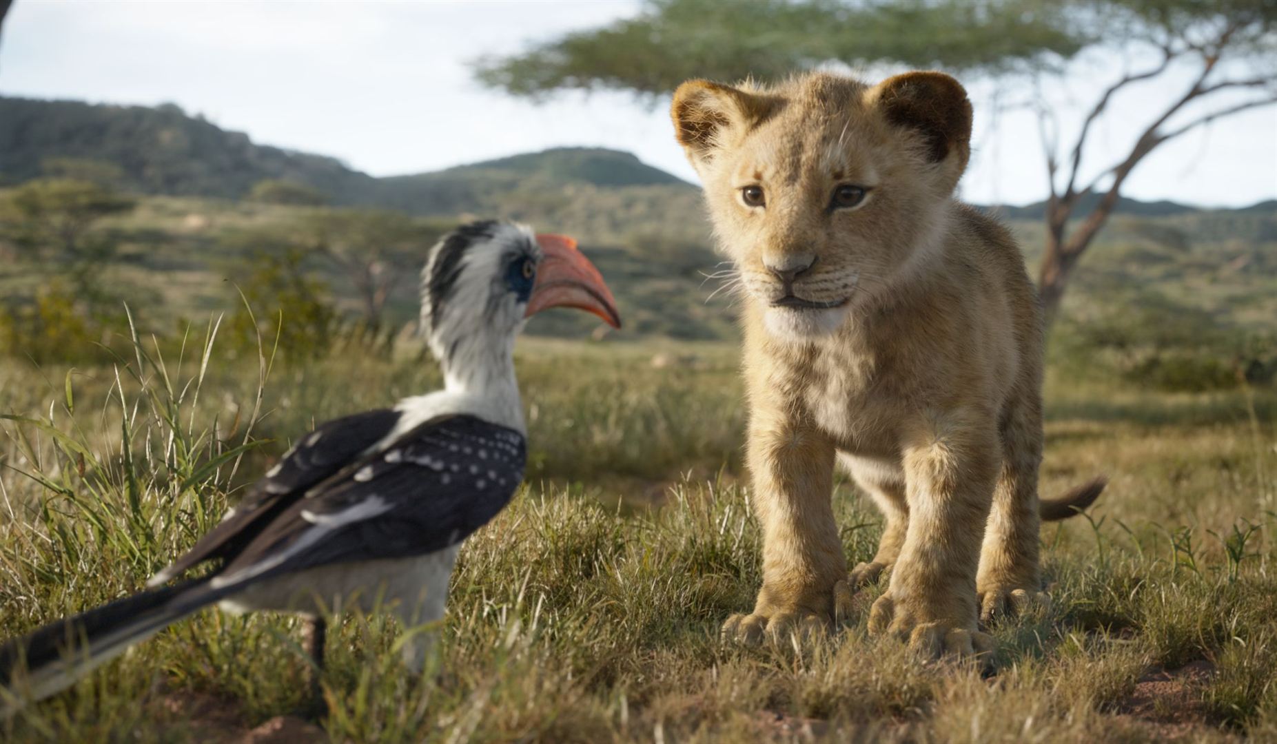 Le Roi Lion ne concourra pas à l'Oscar du meilleur film d'animation