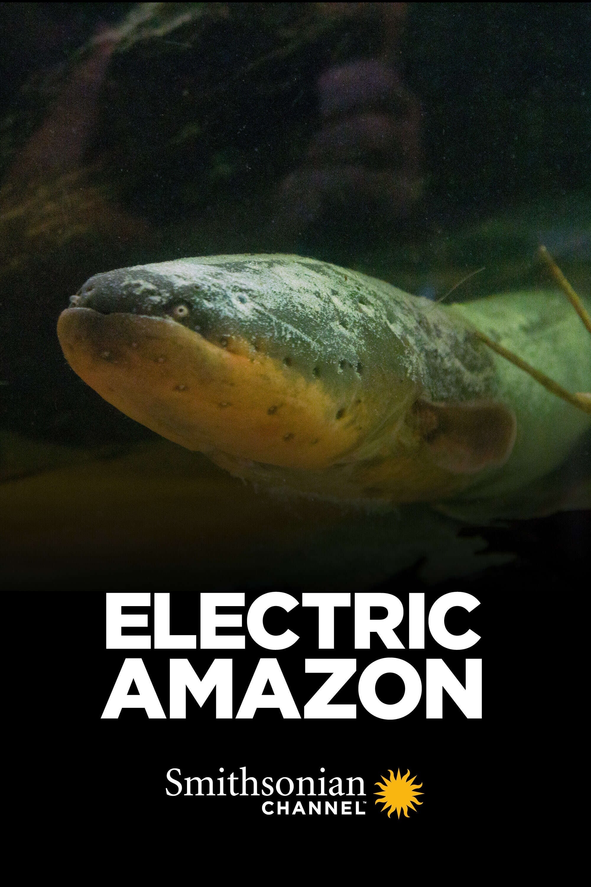 Les poissons électriques en eaux troubles