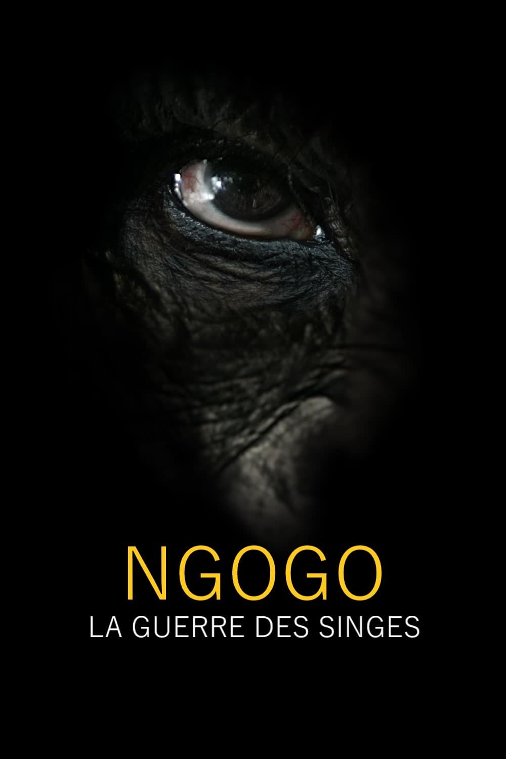 Ngogo : la guerre des singes