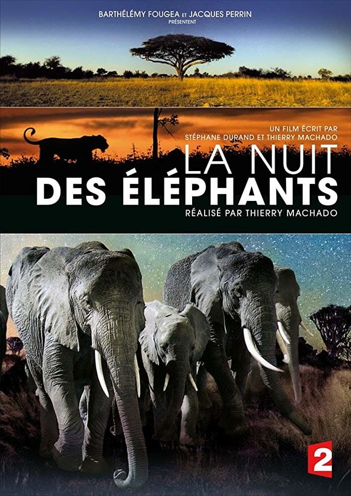La nuit des éléphants