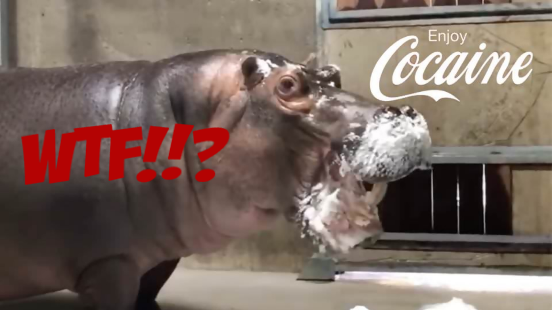Netflix prépare une comédie avec de la cocaïne et des hippopotames