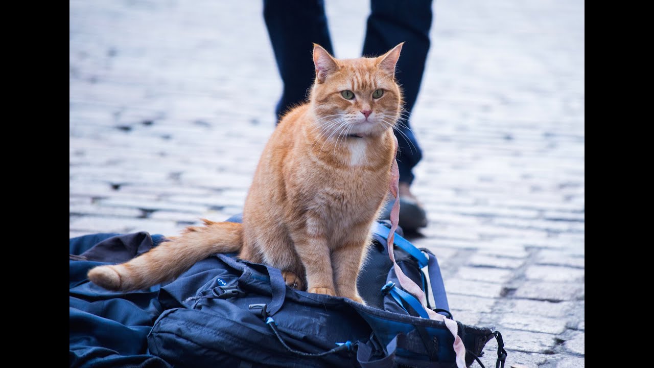 Trailer Du Film Un Chat Pour La Vie Un Chat Pour La Vie Bande Annonce 3 Vo Cineseries