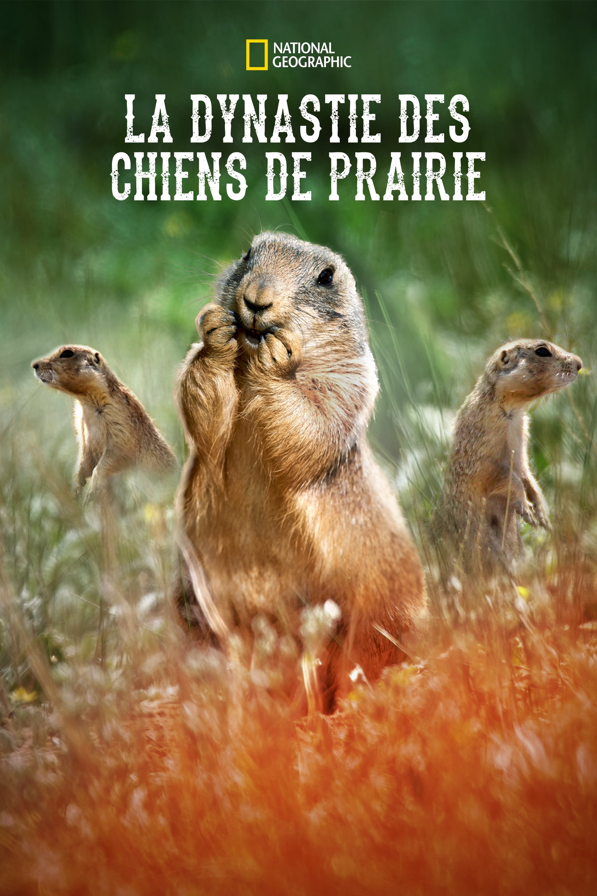 Prairie Dog Manor