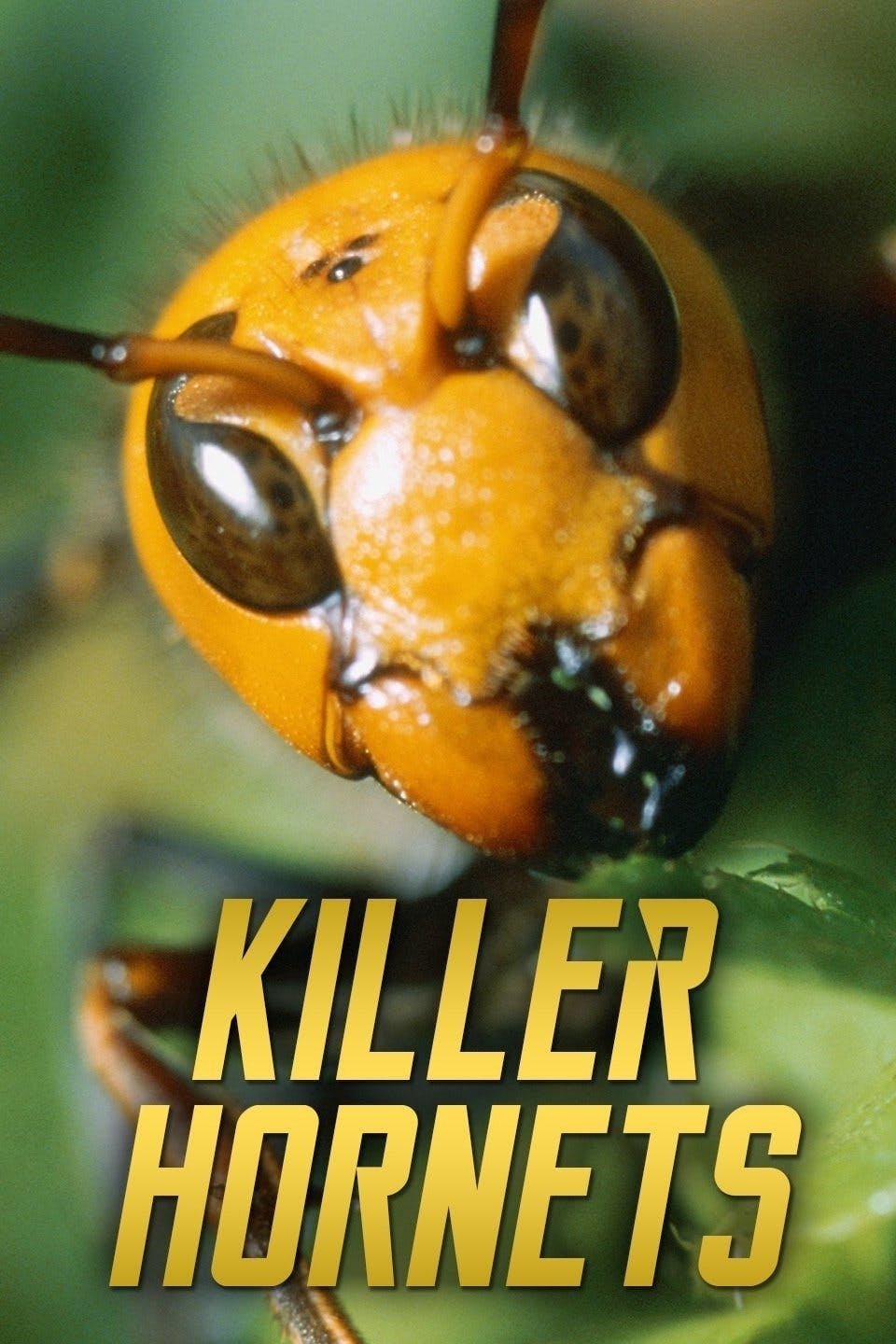 Killer Hornets