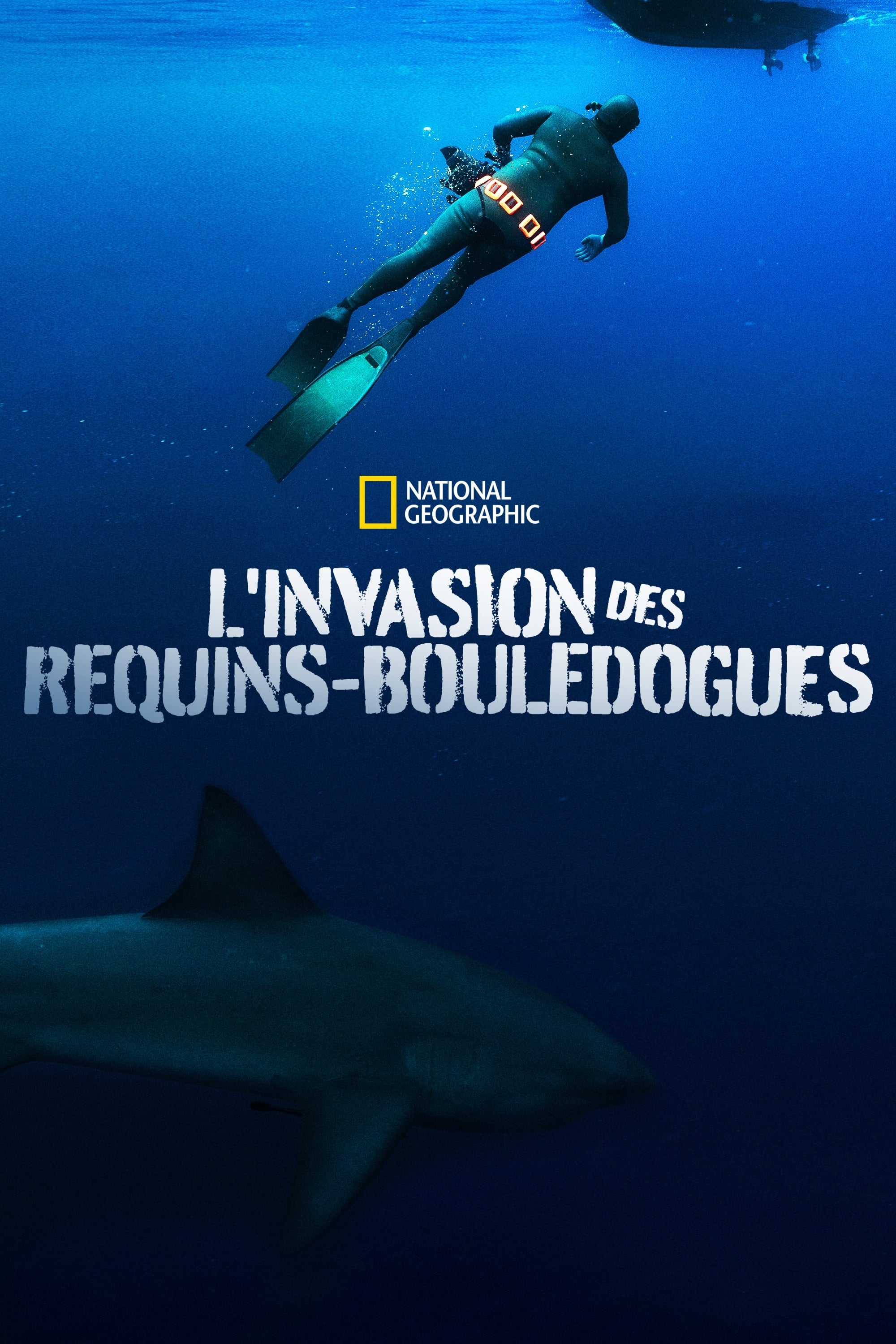 L'invasion des requins-bouledogues