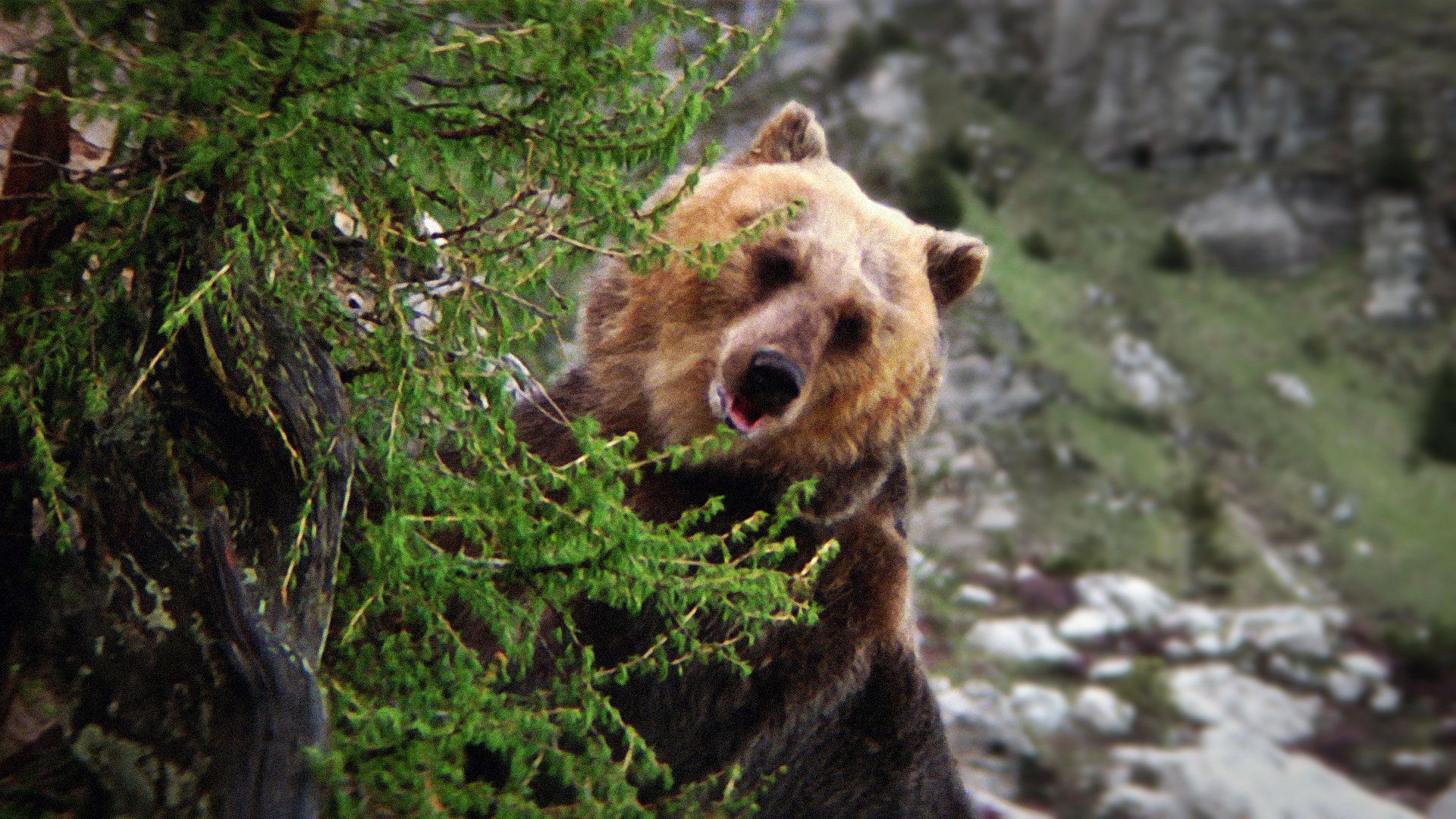 L’Ours : ce jour où Jean-Jacques Annaud a frôlé la mort sur le tournage