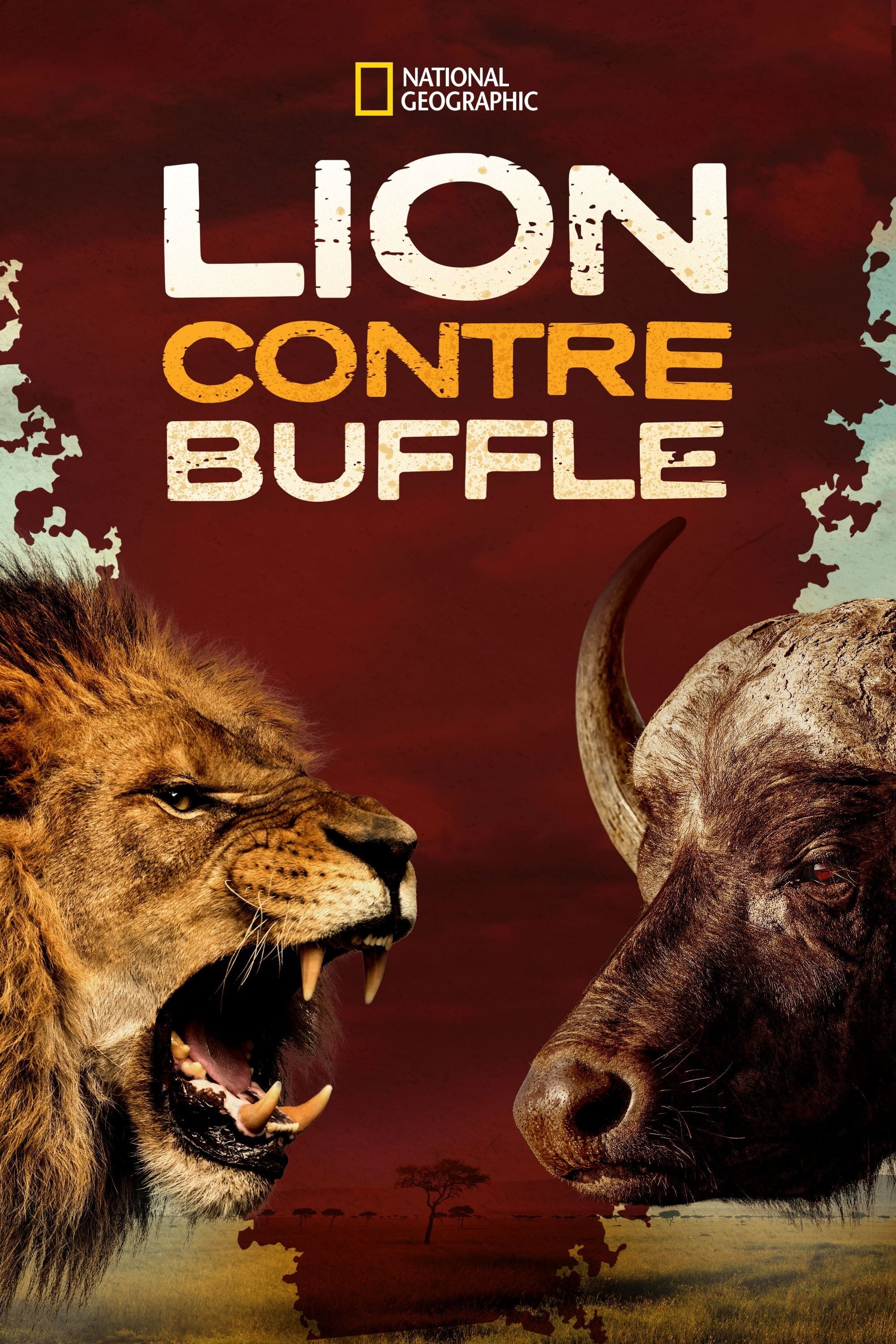 Blood Rivals: Lion vs Buffalo