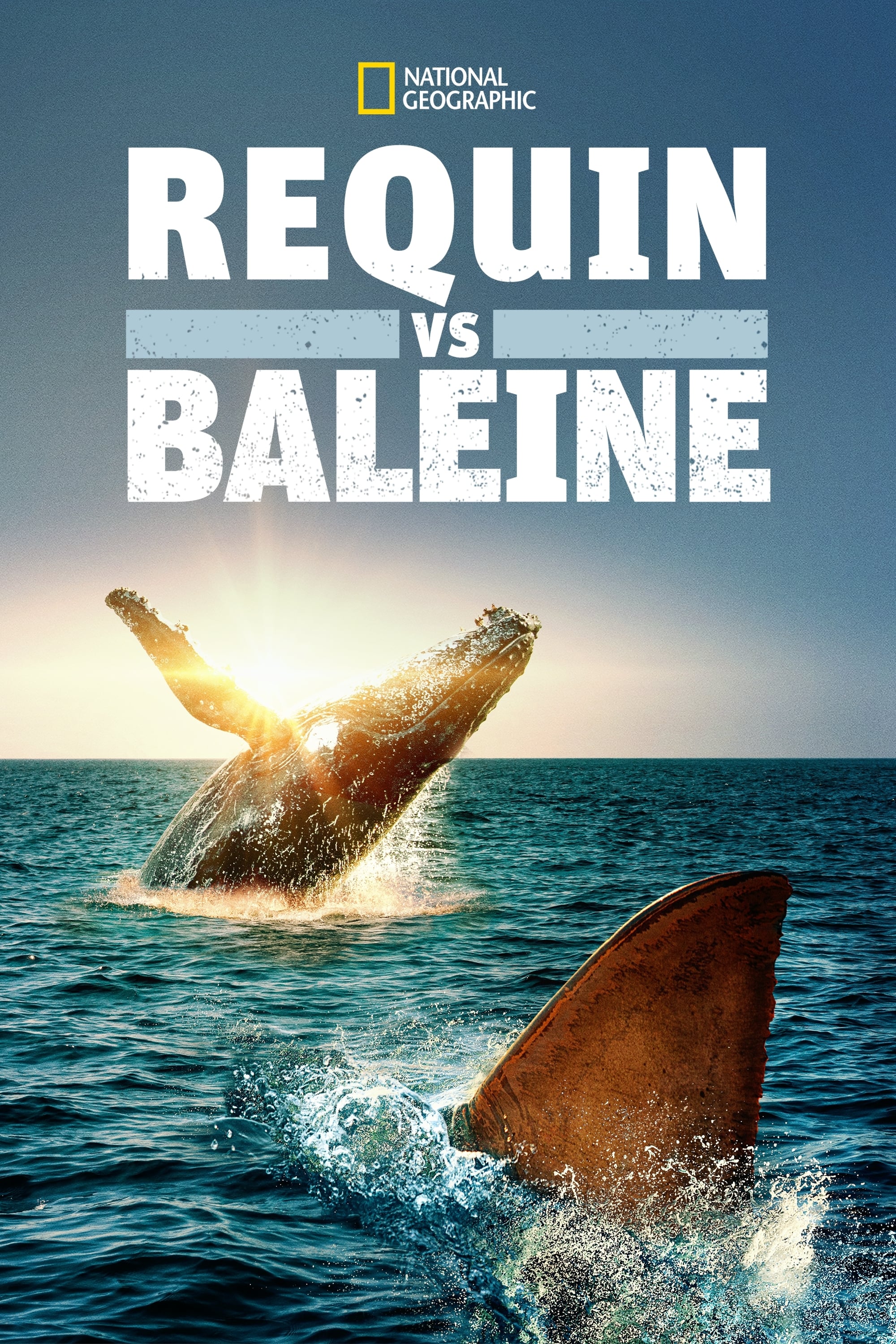 Requin vs Baleine