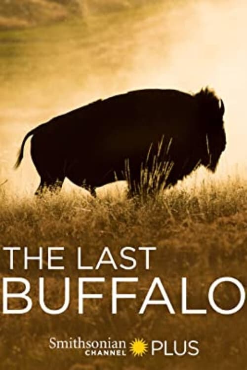 Le dernier bison
