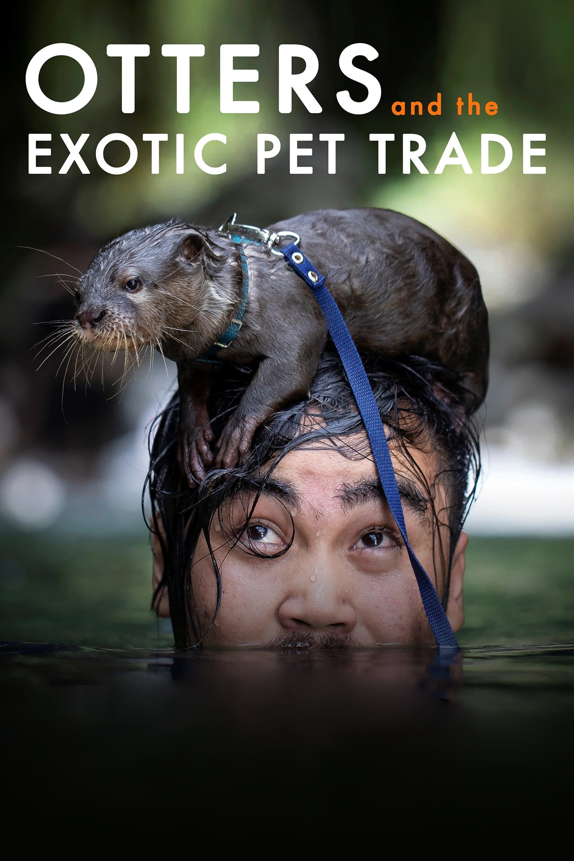 Otters and the Exotic Pet Trade