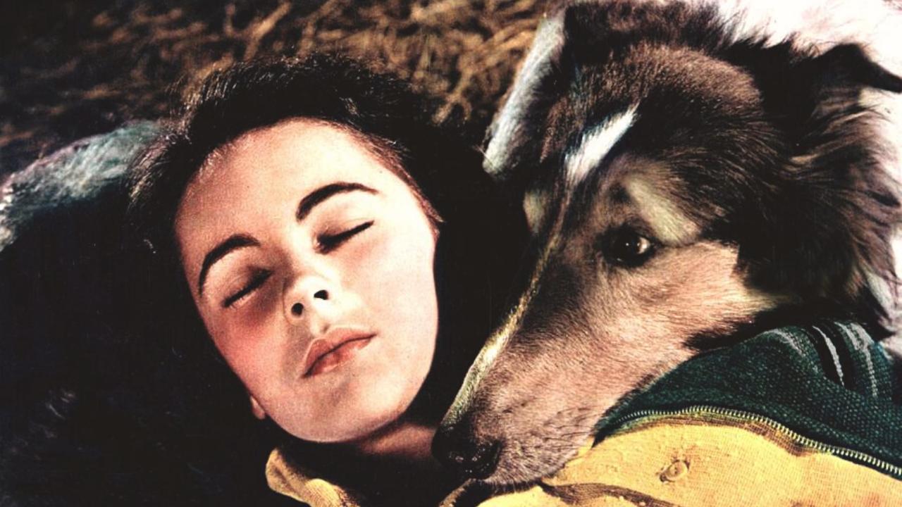 L'image du jour : le premier rôle d'Elizabeth Taylor dans Fidèle Lassie