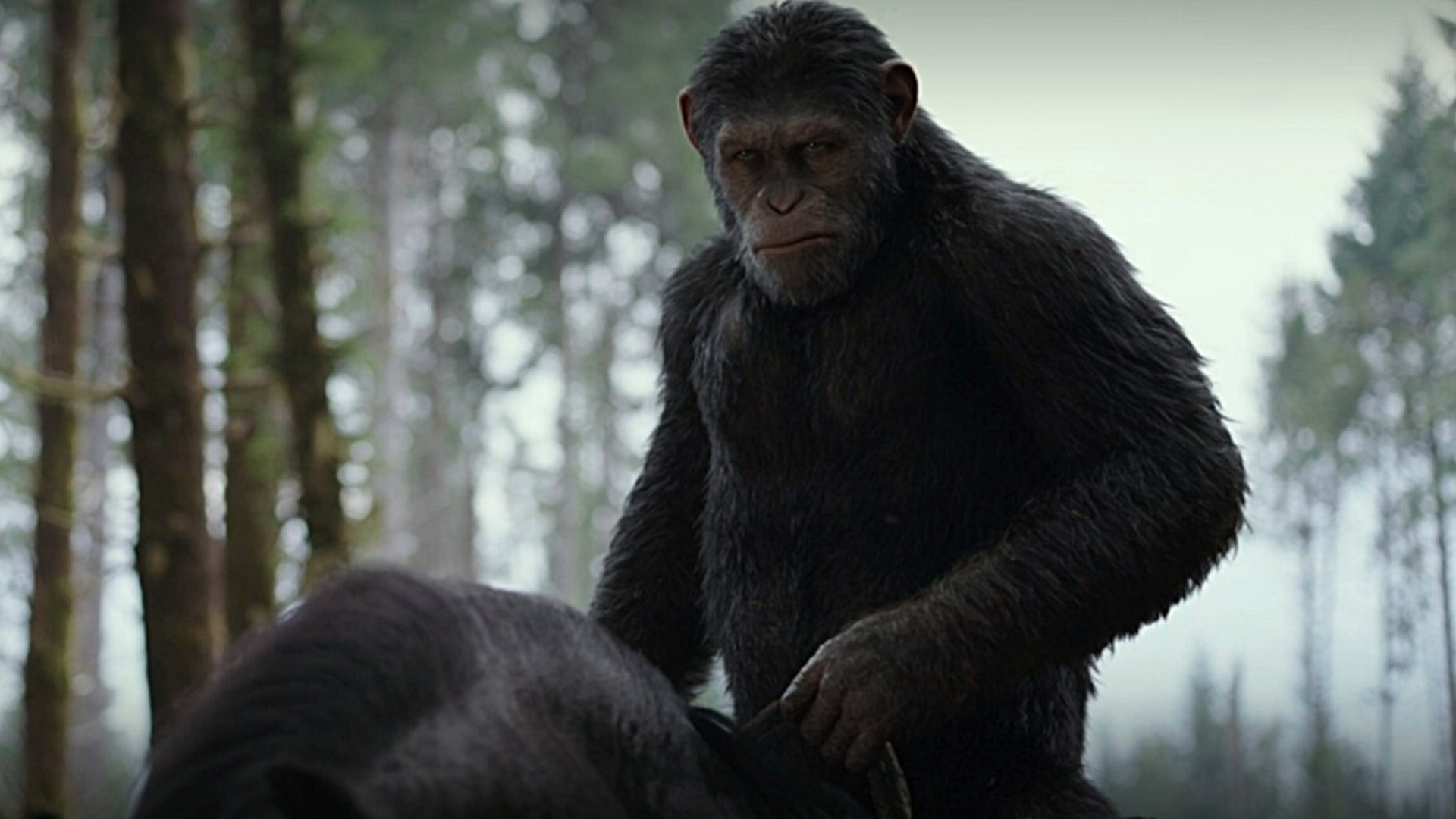 La Planète des singes 4 : un premier visuel et une date pour le nouveau film
