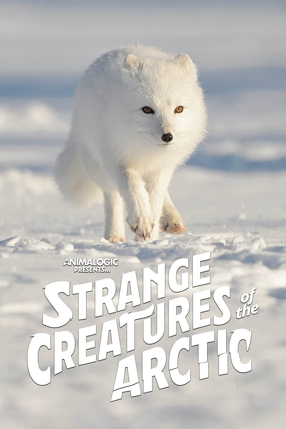 Merveilleuses créatures de l’Arctique