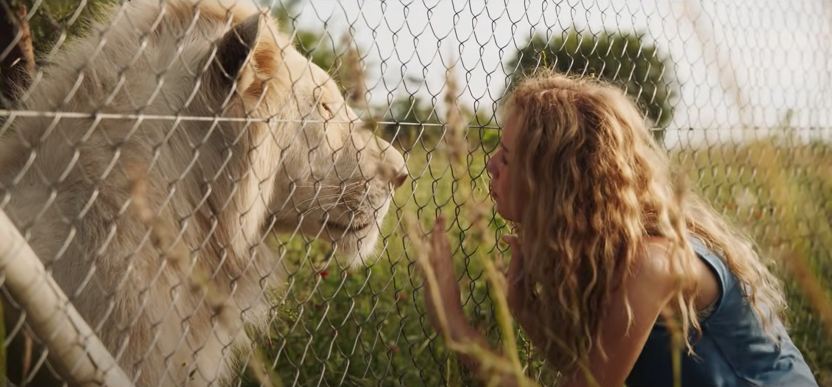 Mia et le Lion Blanc : que devient le vrai lion du film ?