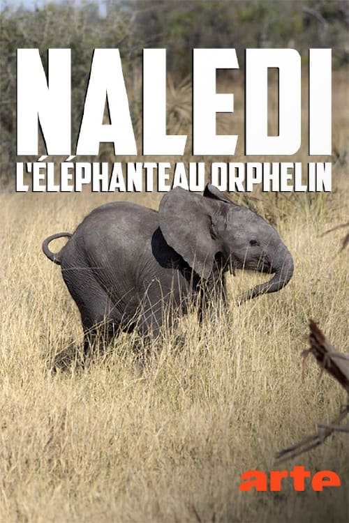Naledi, L'Éléphanteau Orphelin
