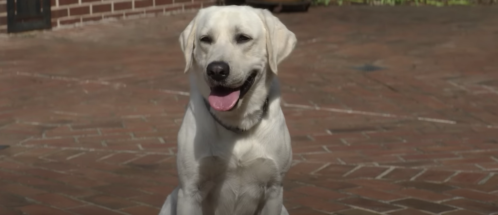 Chien perdu : ce film Netflix basé sur une histoire vraie émeut les abonnés