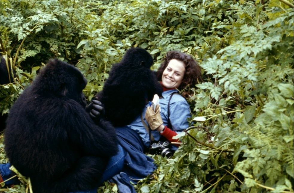 Gorilles dans la brume : le dernier souhait émouvant de Dian Fossey