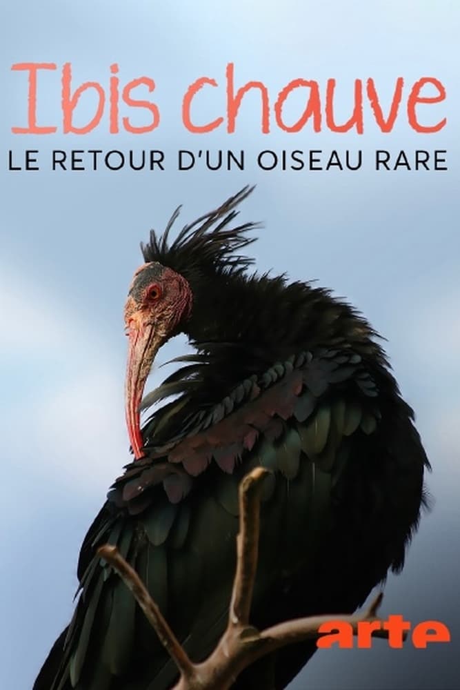 Ibis chauve - Le retour d’un oiseau rare