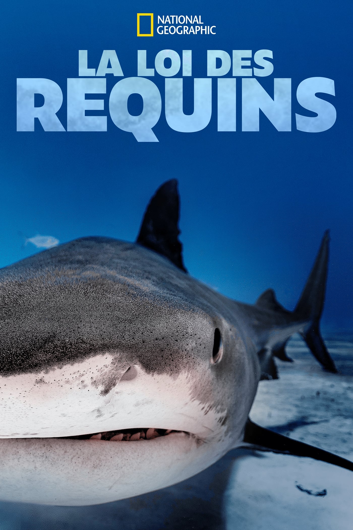 La loi des requins