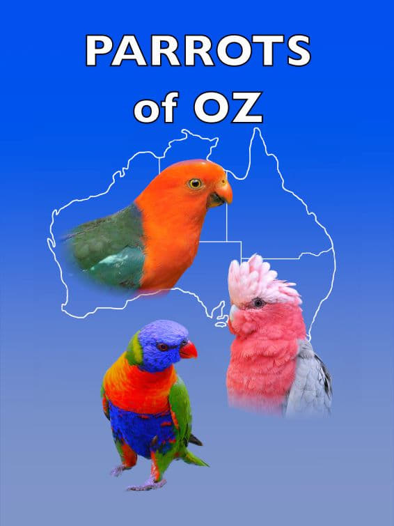 Parrots of Oz