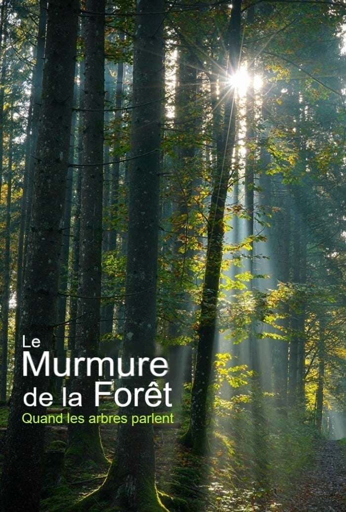 Le murmure de la forêt : quand les arbres parlent