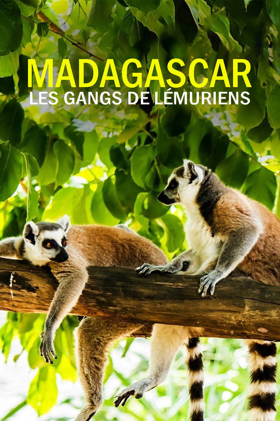 Madagascar : les gangs de lémuriens