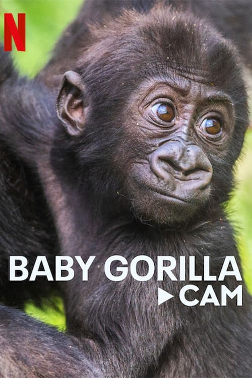 Bébés gorilles en direct