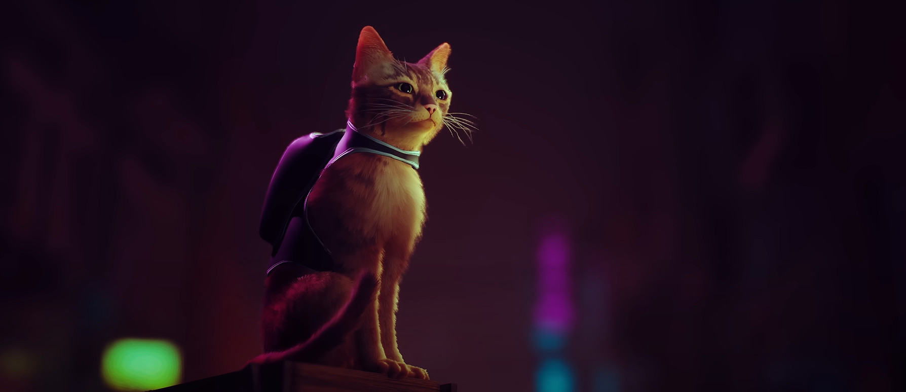 Stray, le jeu indé avec un chat, va être adapté en film