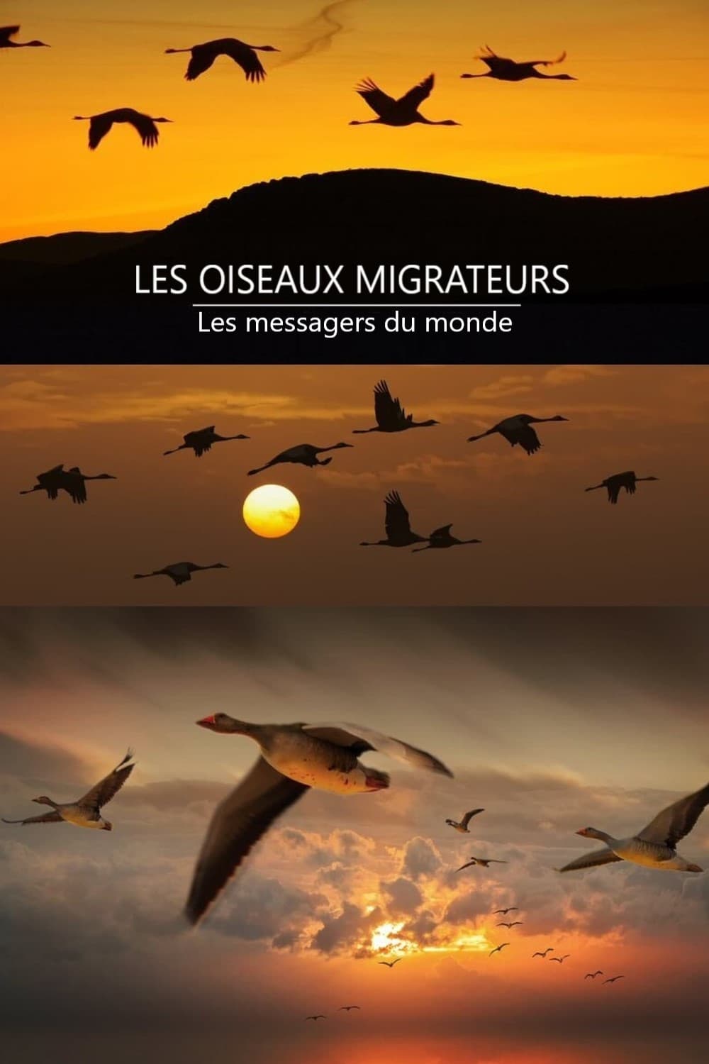 Les oiseaux migrateurs - Les messagers du monde