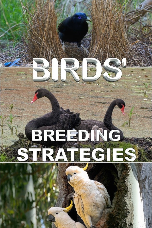Birds' Breeding Strategies