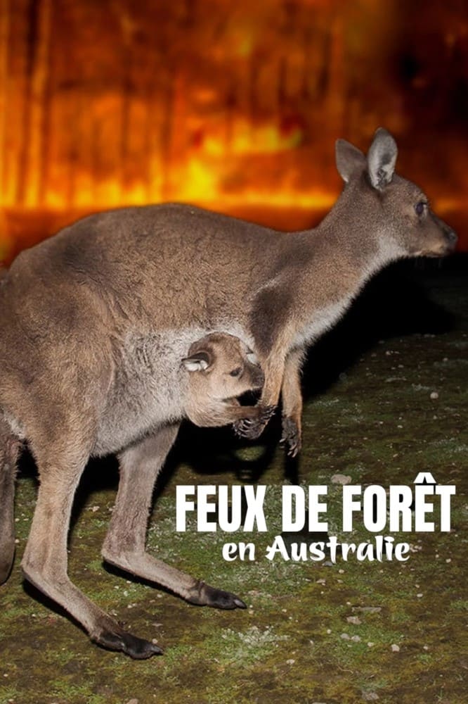 Feux de forêt en Australie - Au secours de la faune sauvage