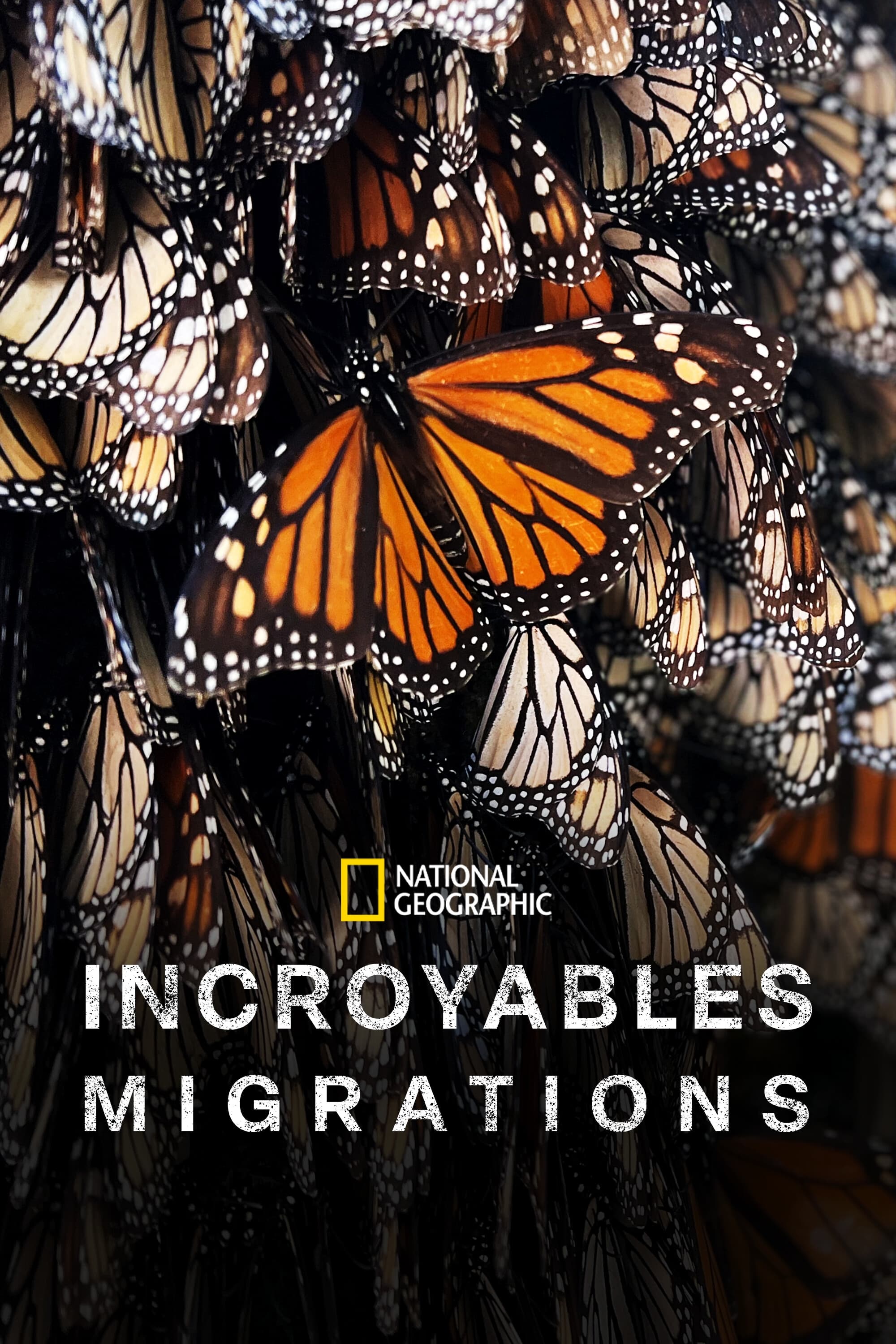 Incroyables migrations