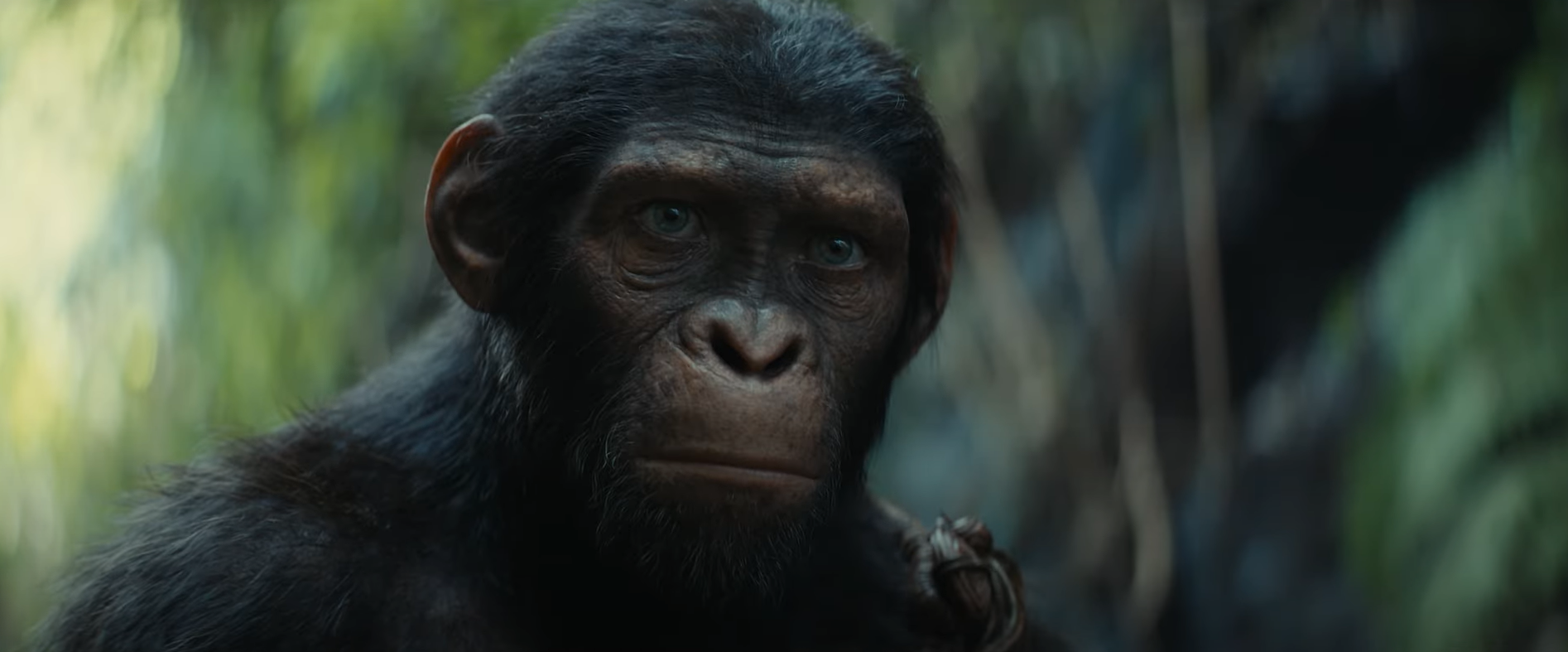 La planète des singes (film de Tim Burton) - Hasbro - Thade et son cheval (neuf en boite La planète des singes (film de Tim Burton) - Hasbro - Thade et son cheval (neuf en boite