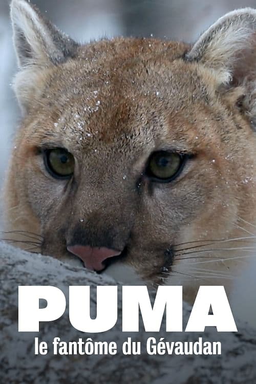 Puma, le fantôme du Gévaudan