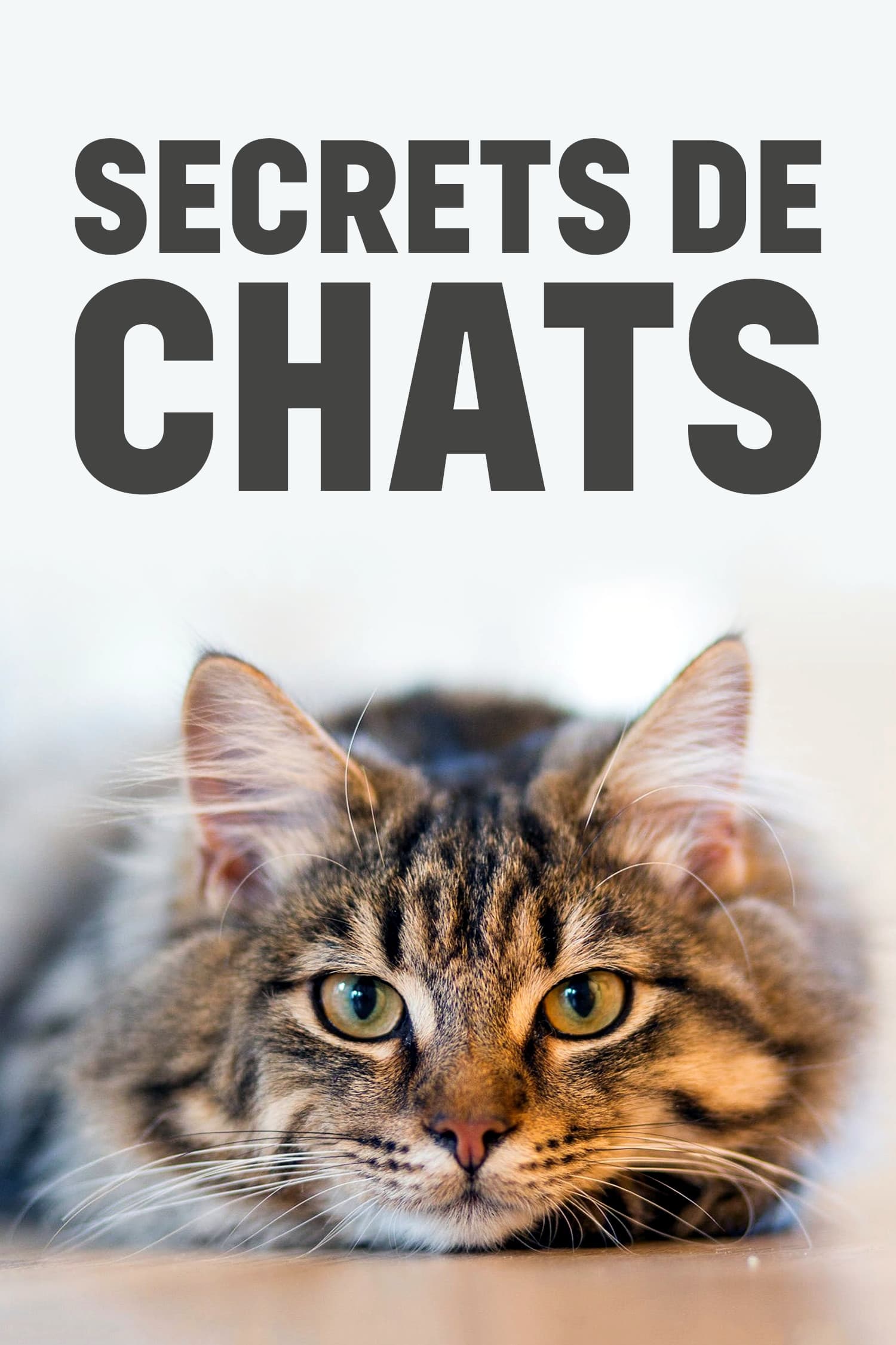 Secrets de chats