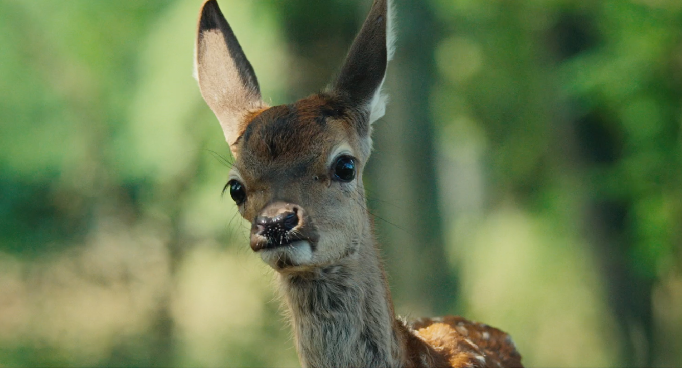 Pas besoin d'attendre Disney : le live action Bambi arrive en octobre et la bande-annonce va vous faire pleurer