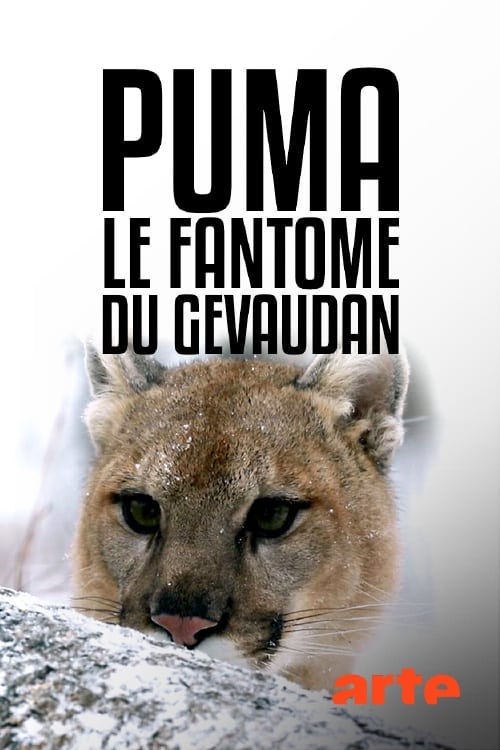 Puma, le fantôme du Gévaudan