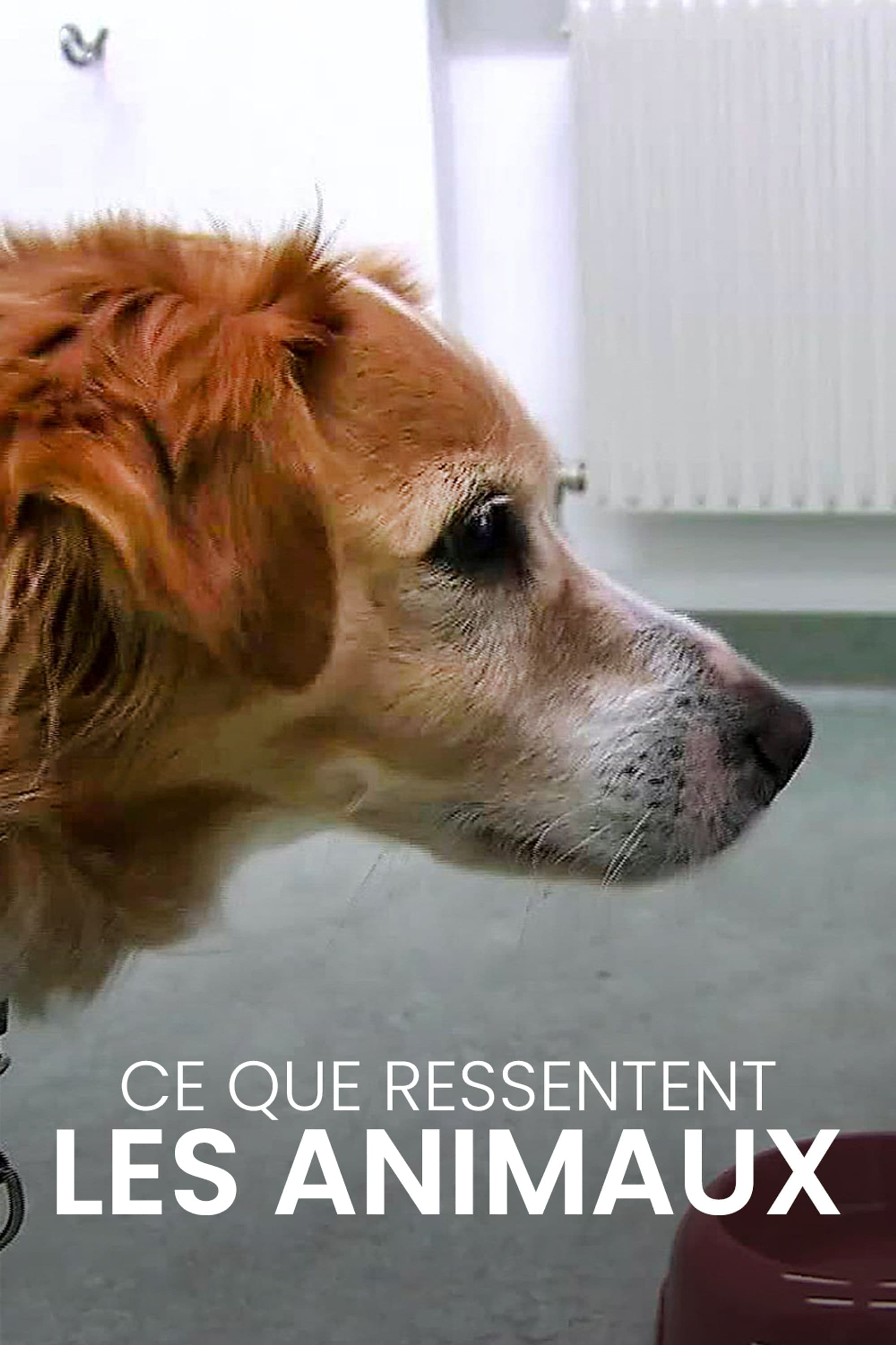 Ce que ressentent les animaux